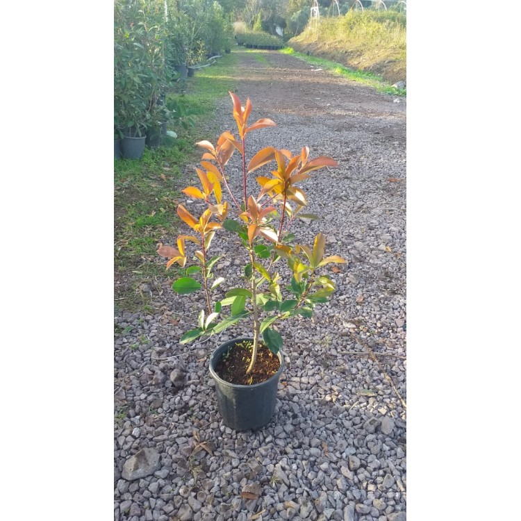 Alev Çalısı (Photinia)
